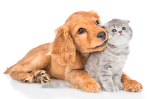 Cat and dog